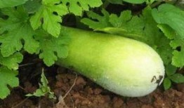 博子吃瓜,揭秘娱乐圈背后的那些事儿