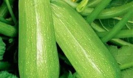 博雅吃瓜图片高清,高清图揭秘明星幕后趣事