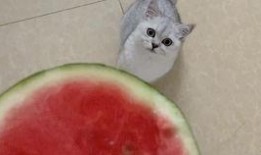 六一节吃瓜,欢乐六一，瓜果飘香共享童年时光